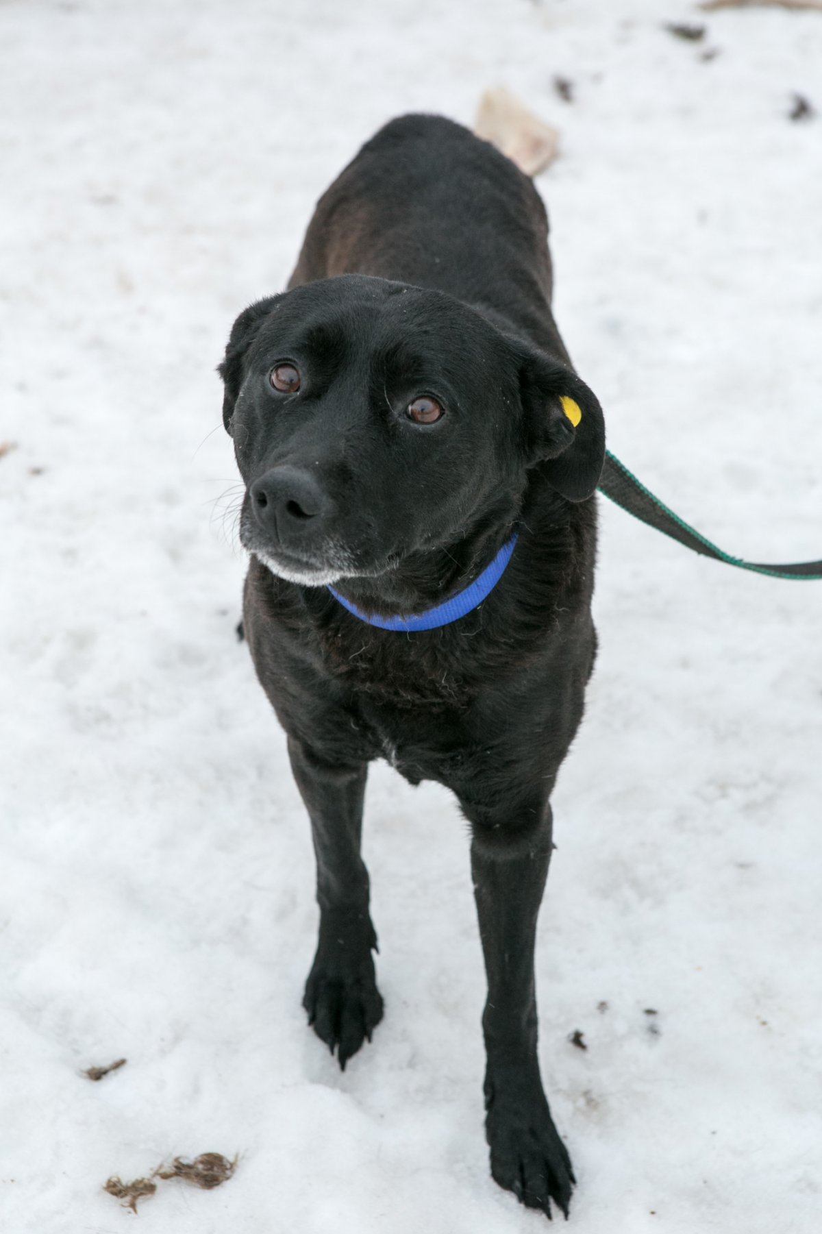 Метис хаски и черного лабрадора