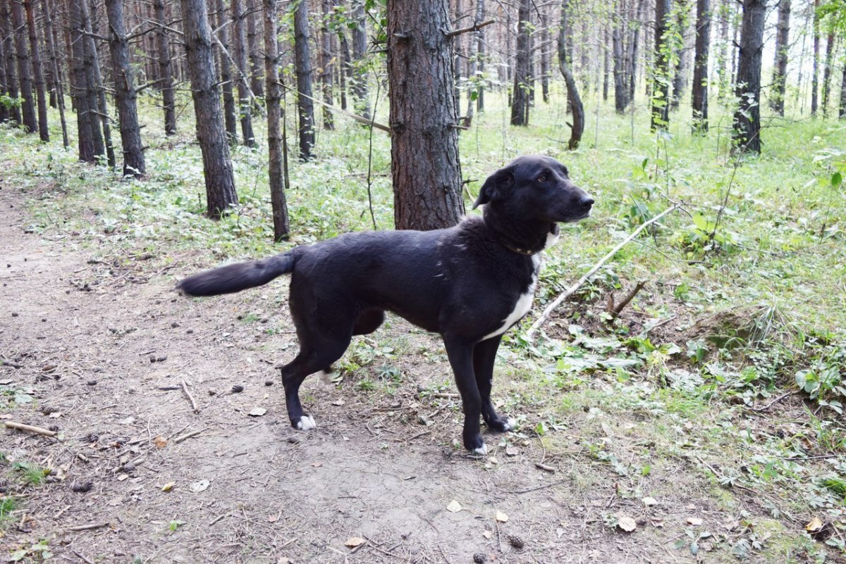 Метис салюки и лабрадора