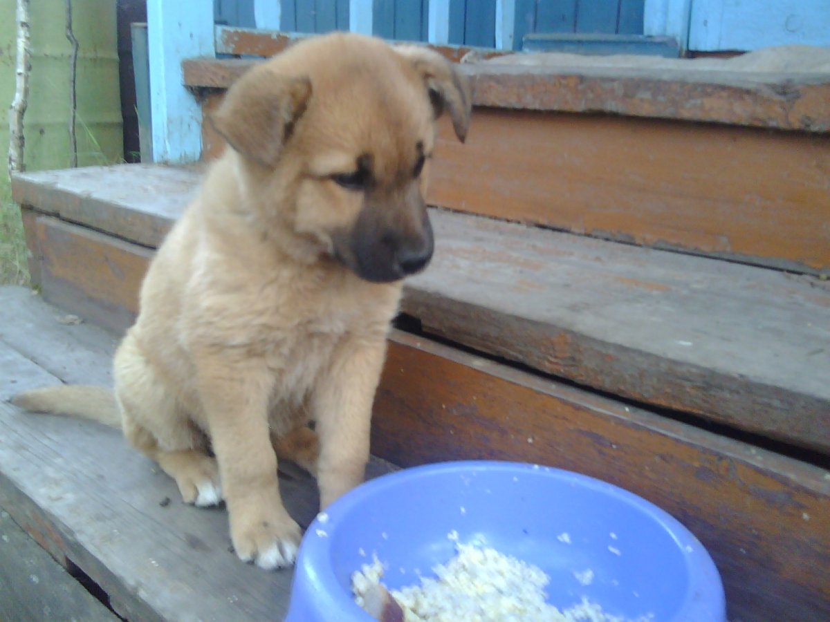 Метис лабрадора и лайки