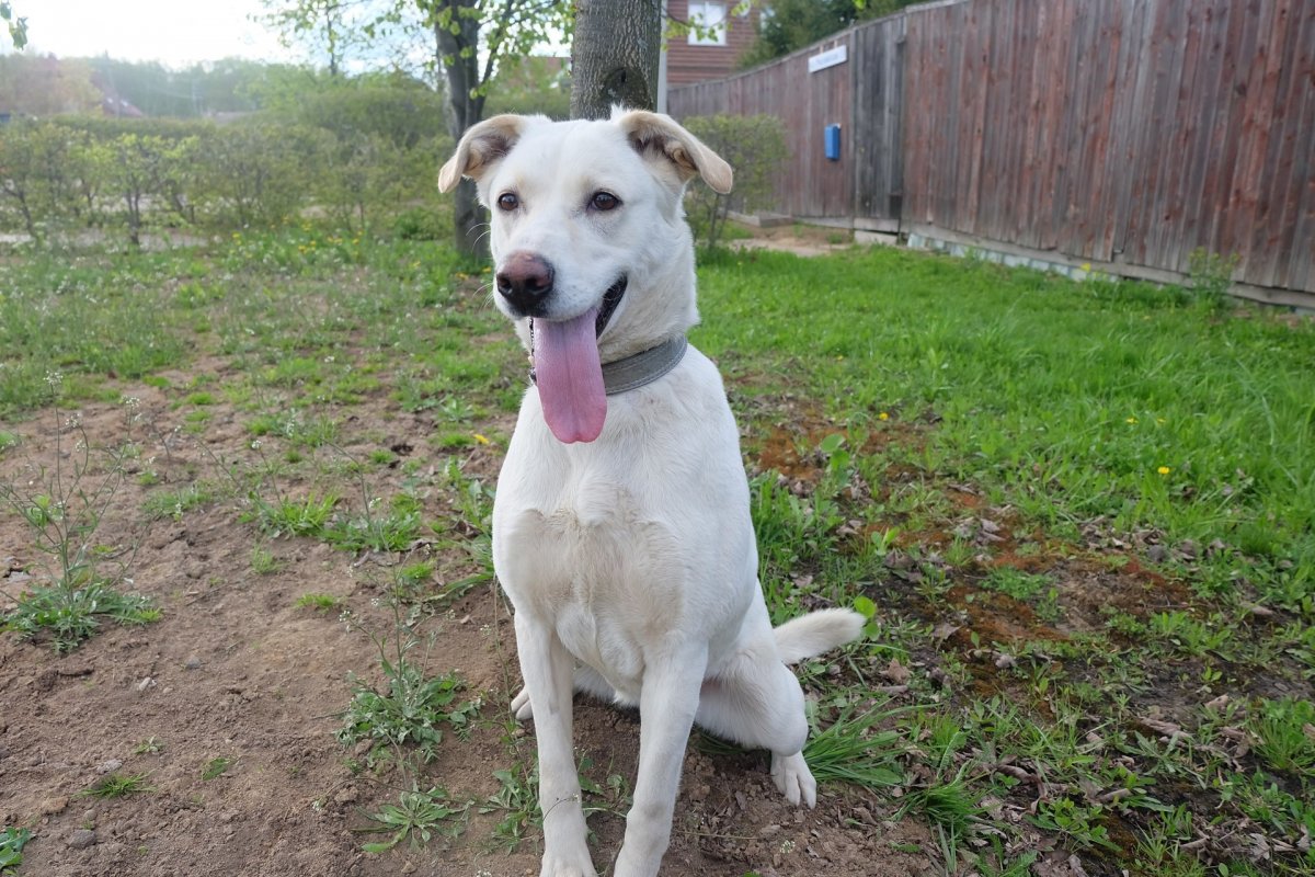 Метис лайки и овчарки палевый