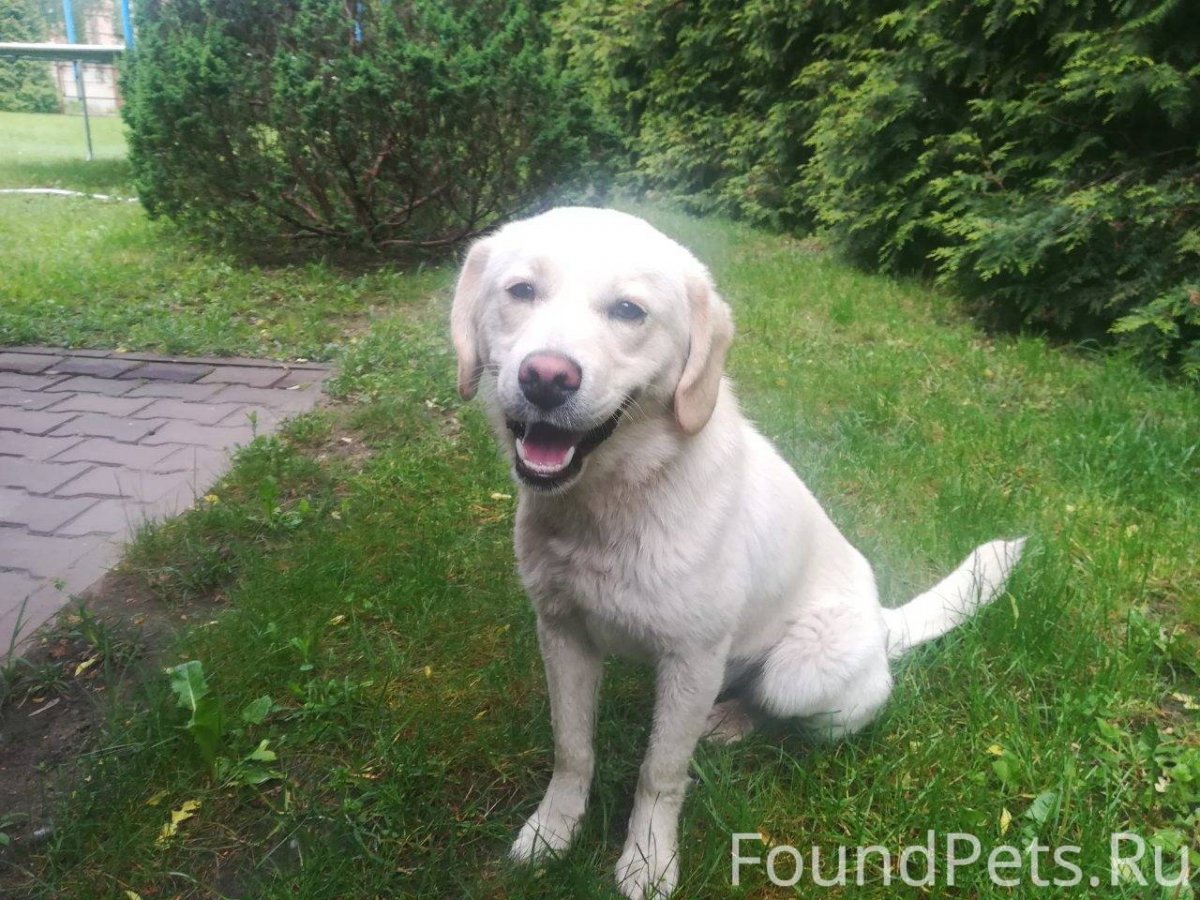 Помесь лабрадора и азиата