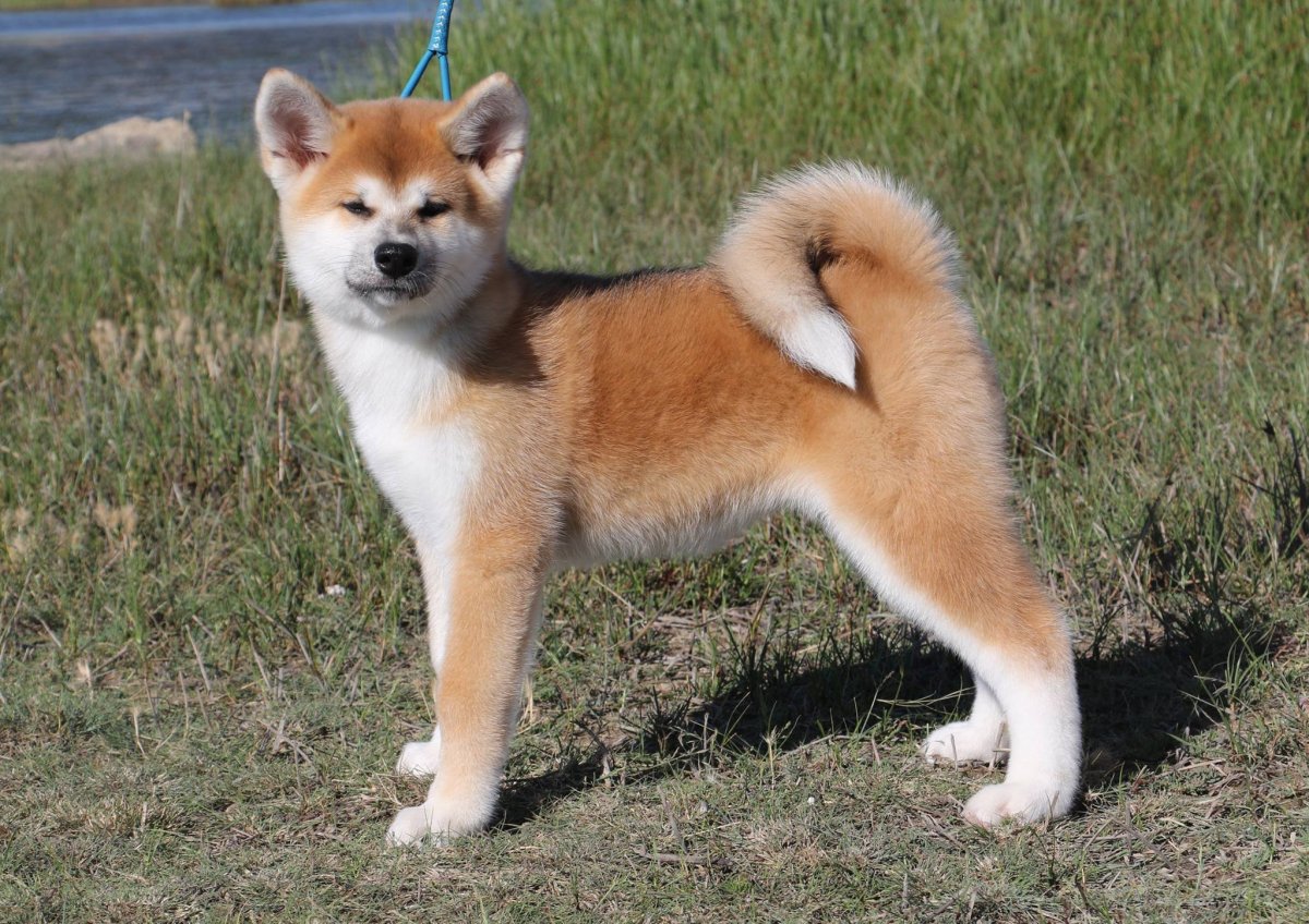 Собака из Хатико