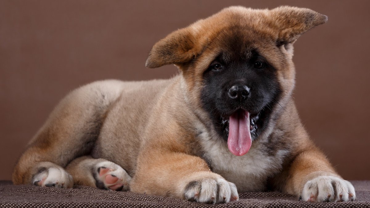 Американский Акито Инк