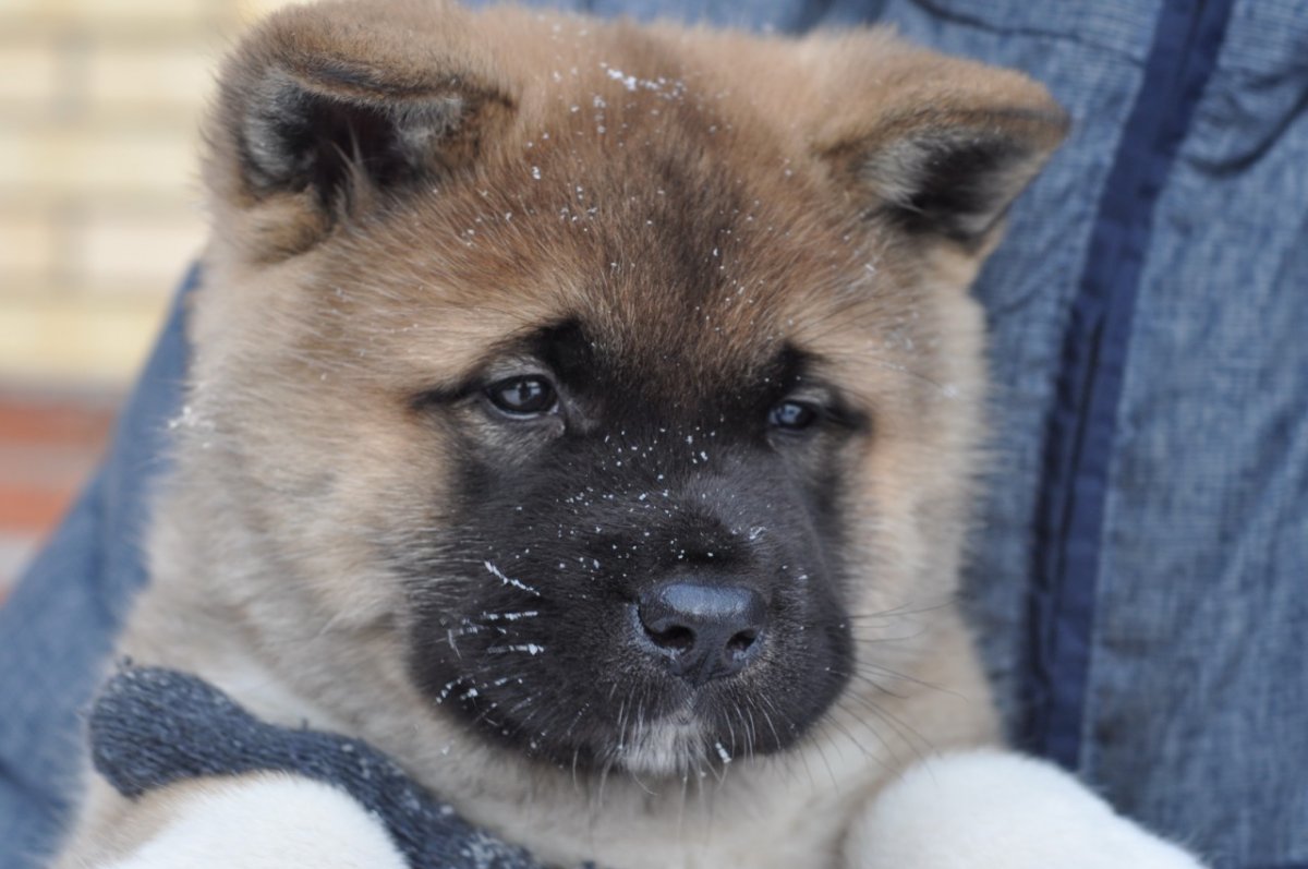 Американская Акита собака