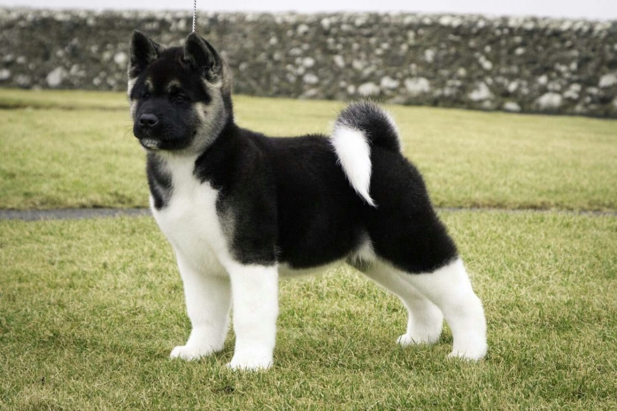 Американская Акита щенки