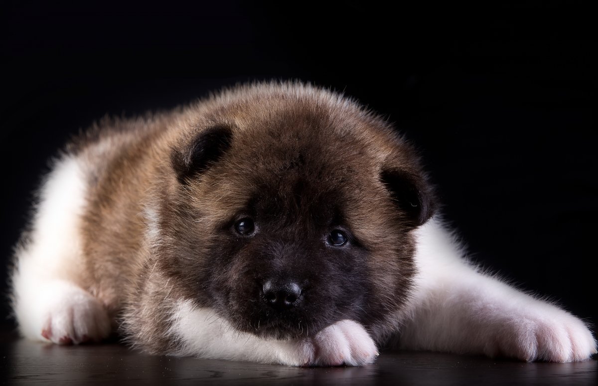 Японская Акита ину