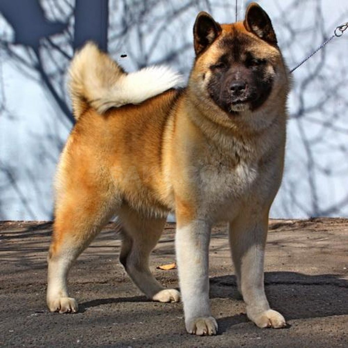 Американская аки о ино