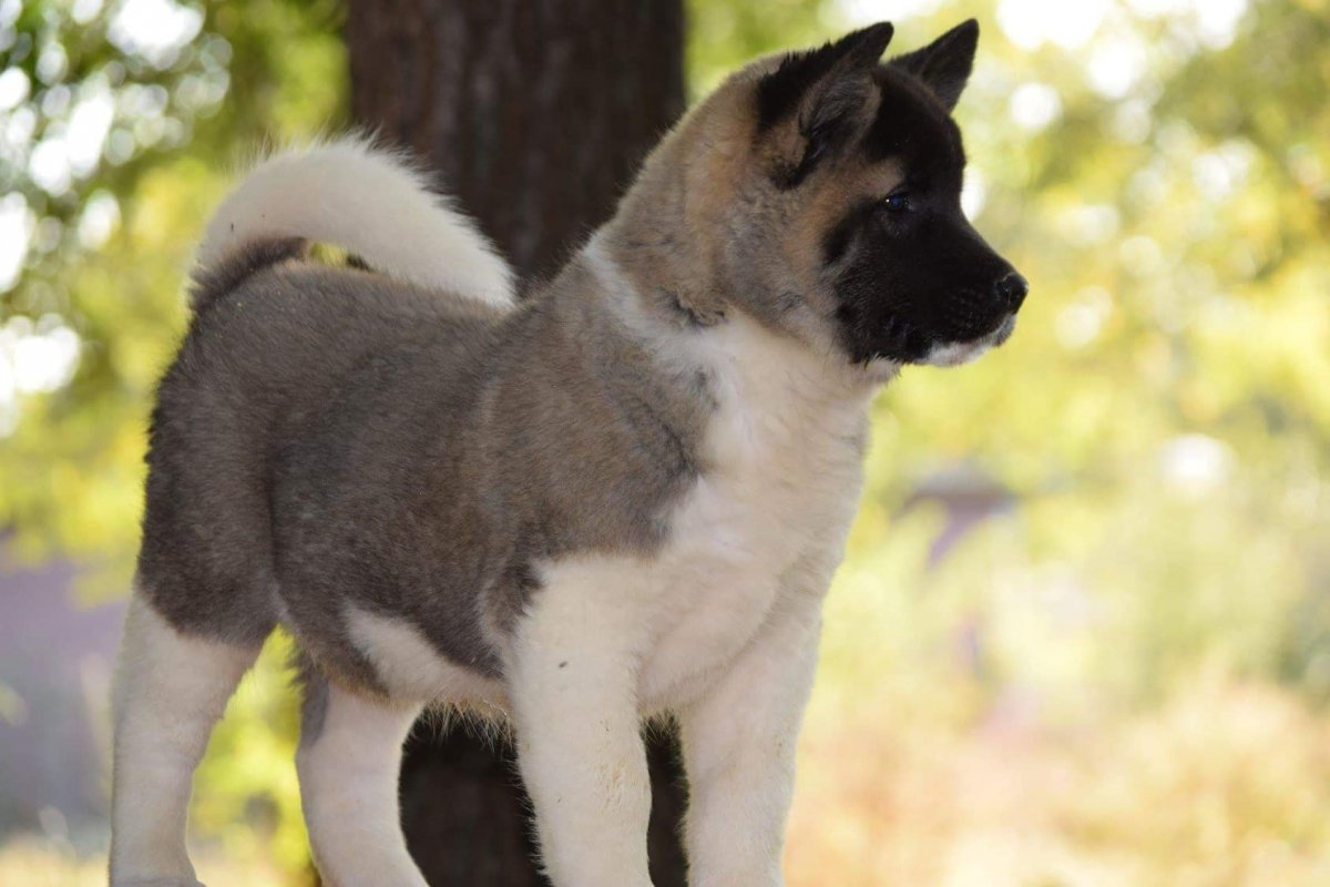 Американская Акита альбинос