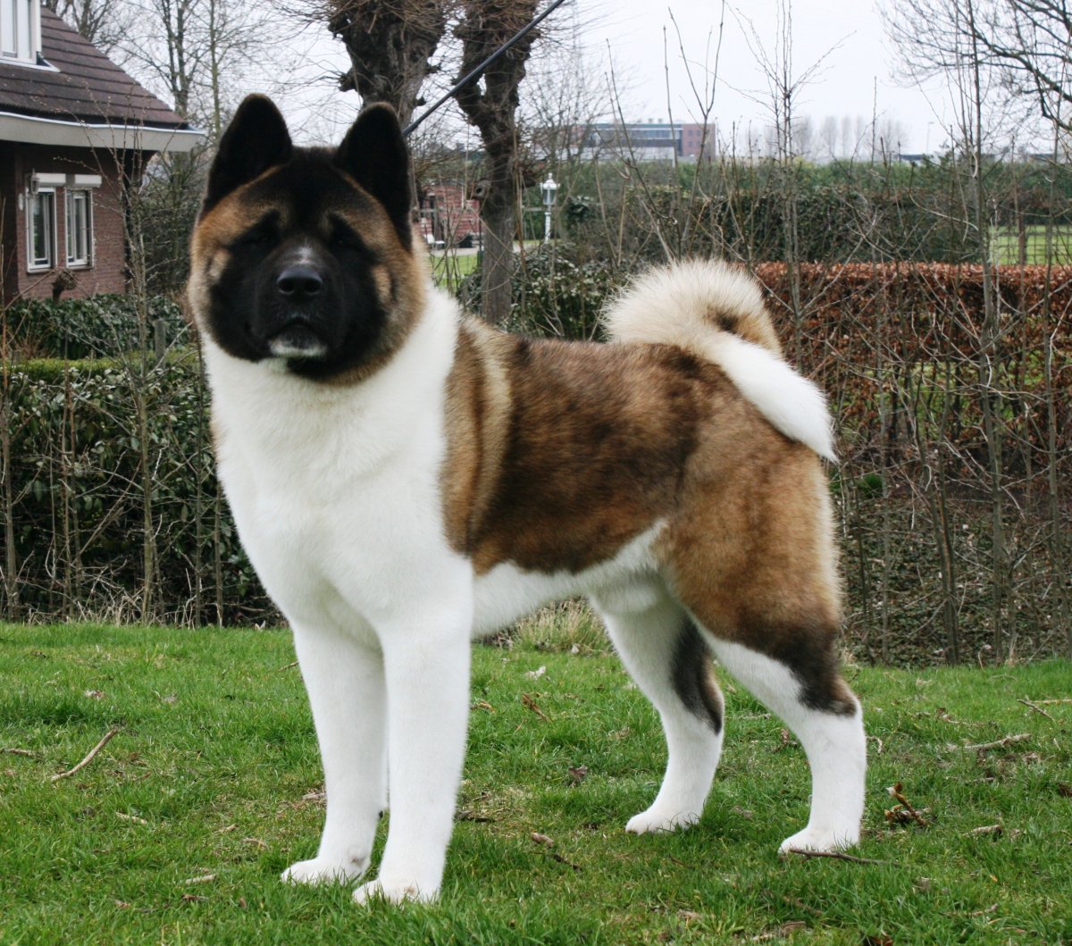 Хаски порода Акита