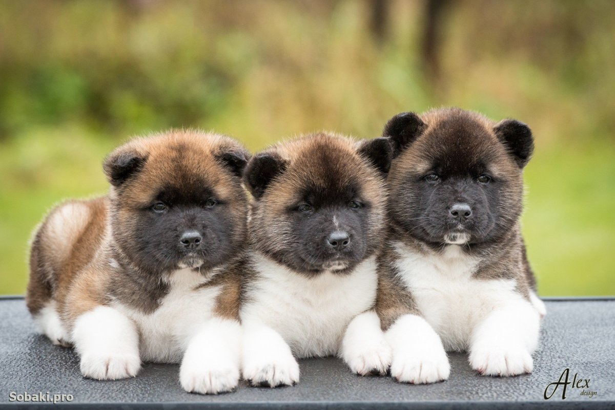 Акита большая японская Акита