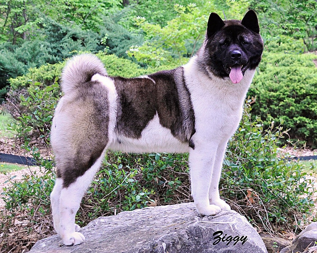 Американский Акито ино