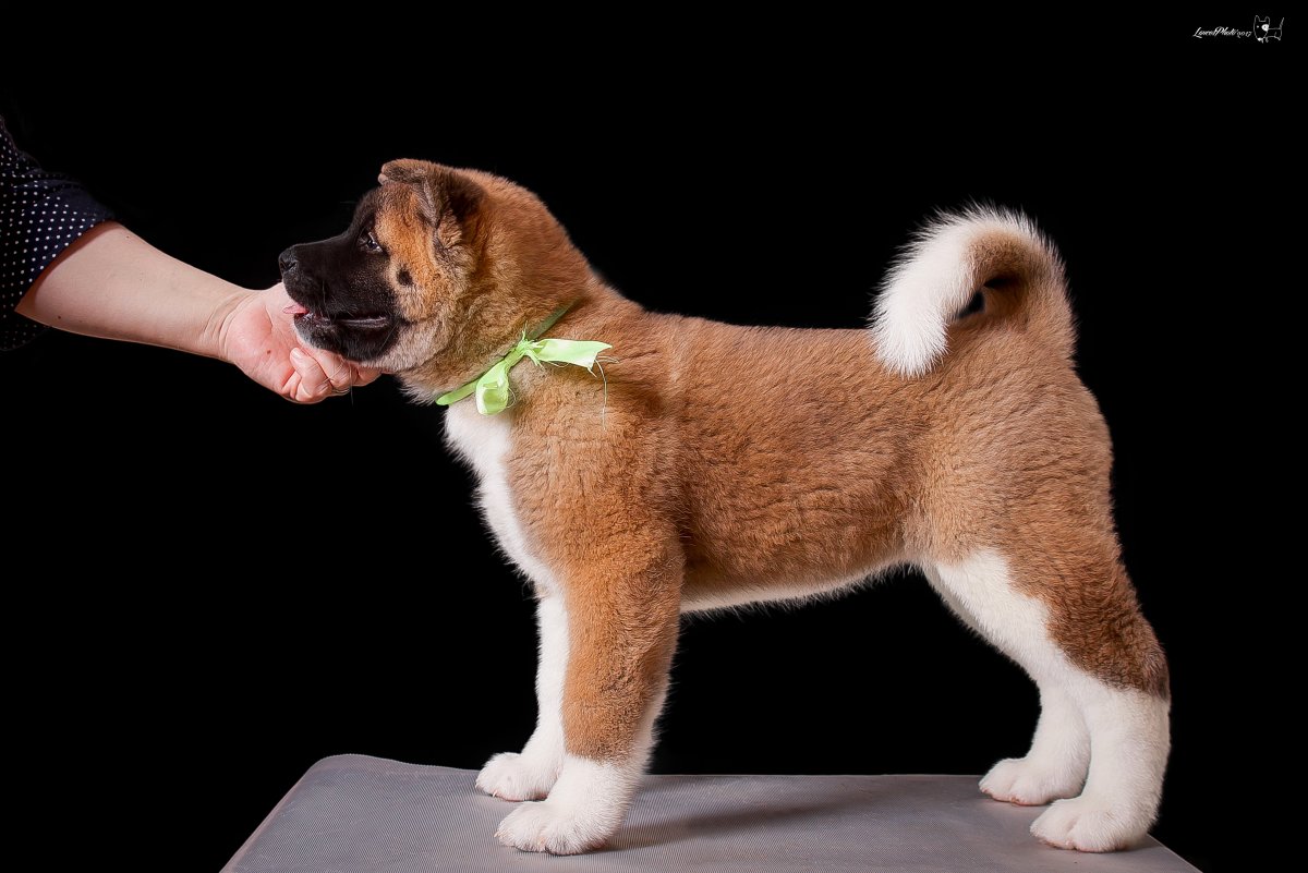 Акита ину Пинто