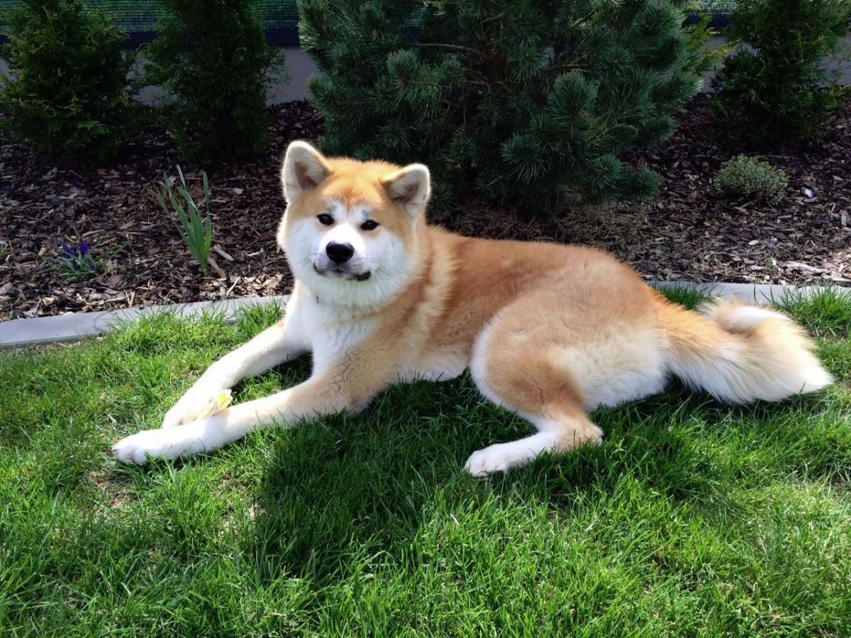 Японская Акита-ину чёрная