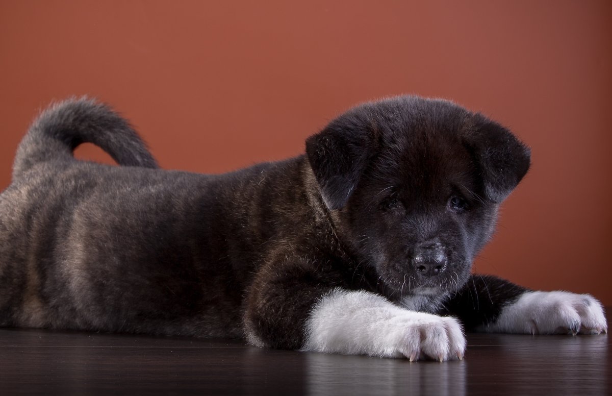 Американская Акита собака