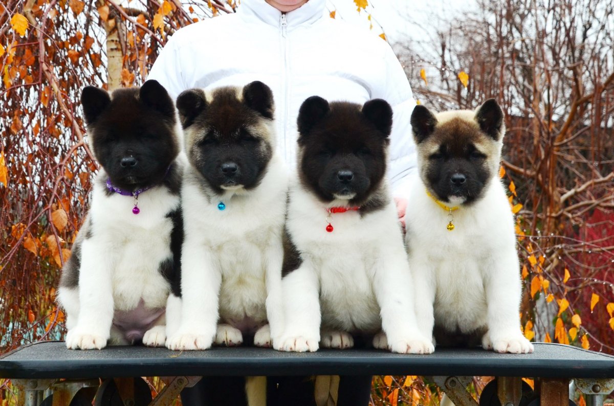 Японская Акита