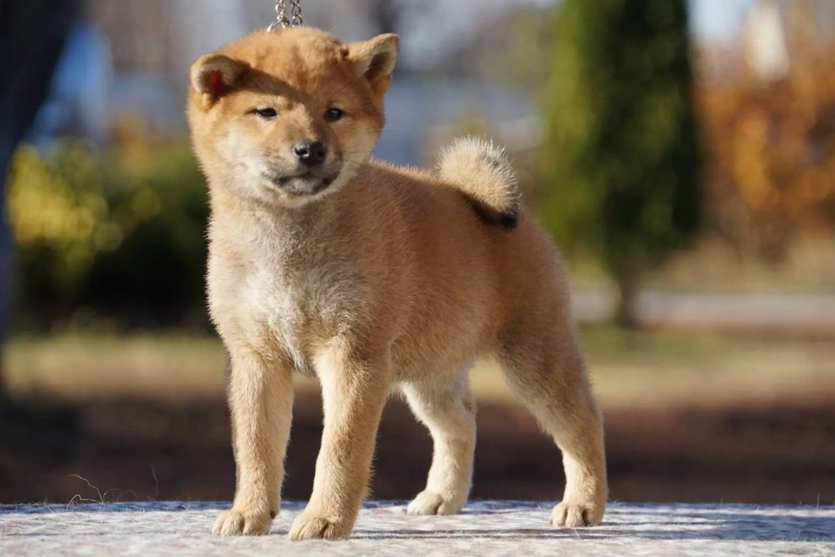Акита-ину фото