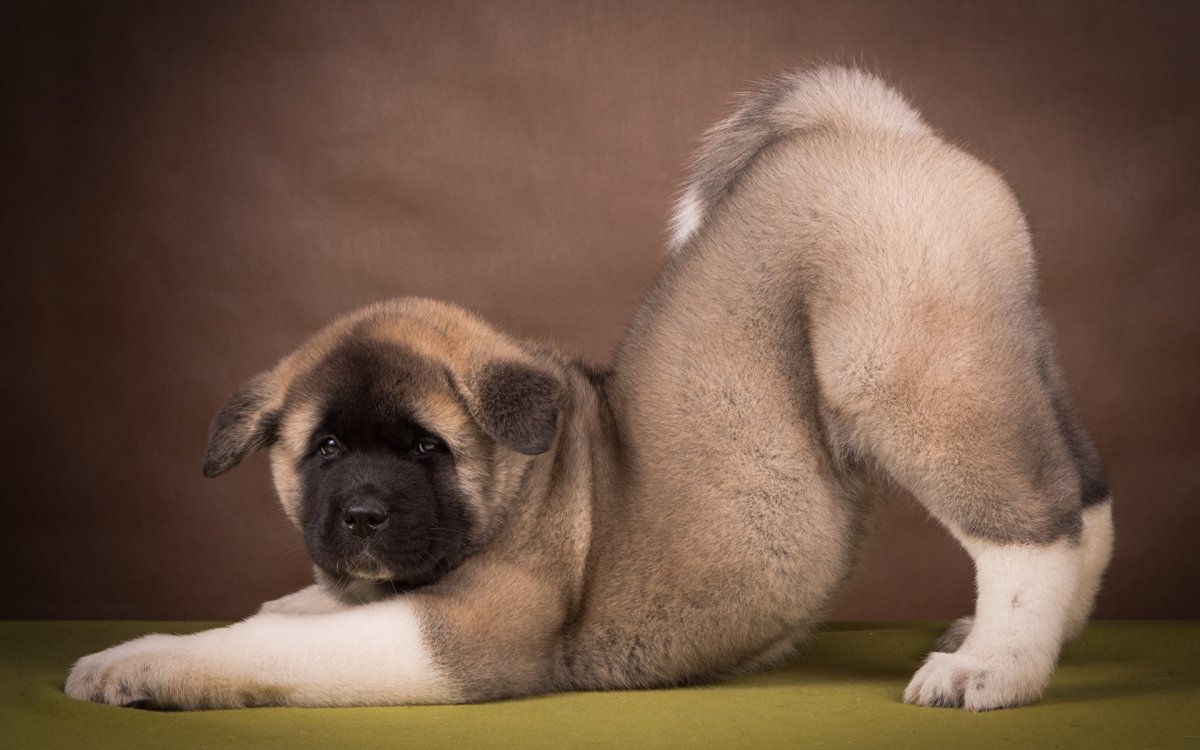 Американская Акита щенки