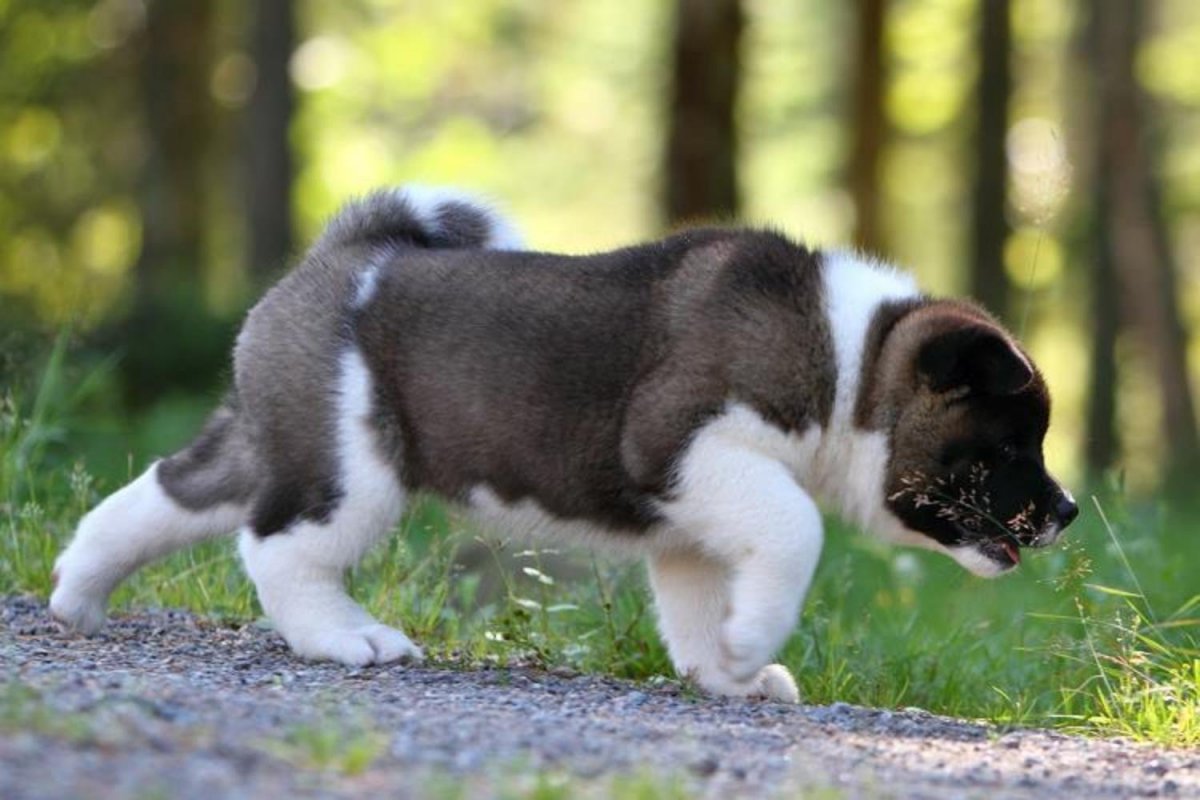 Американская Акита