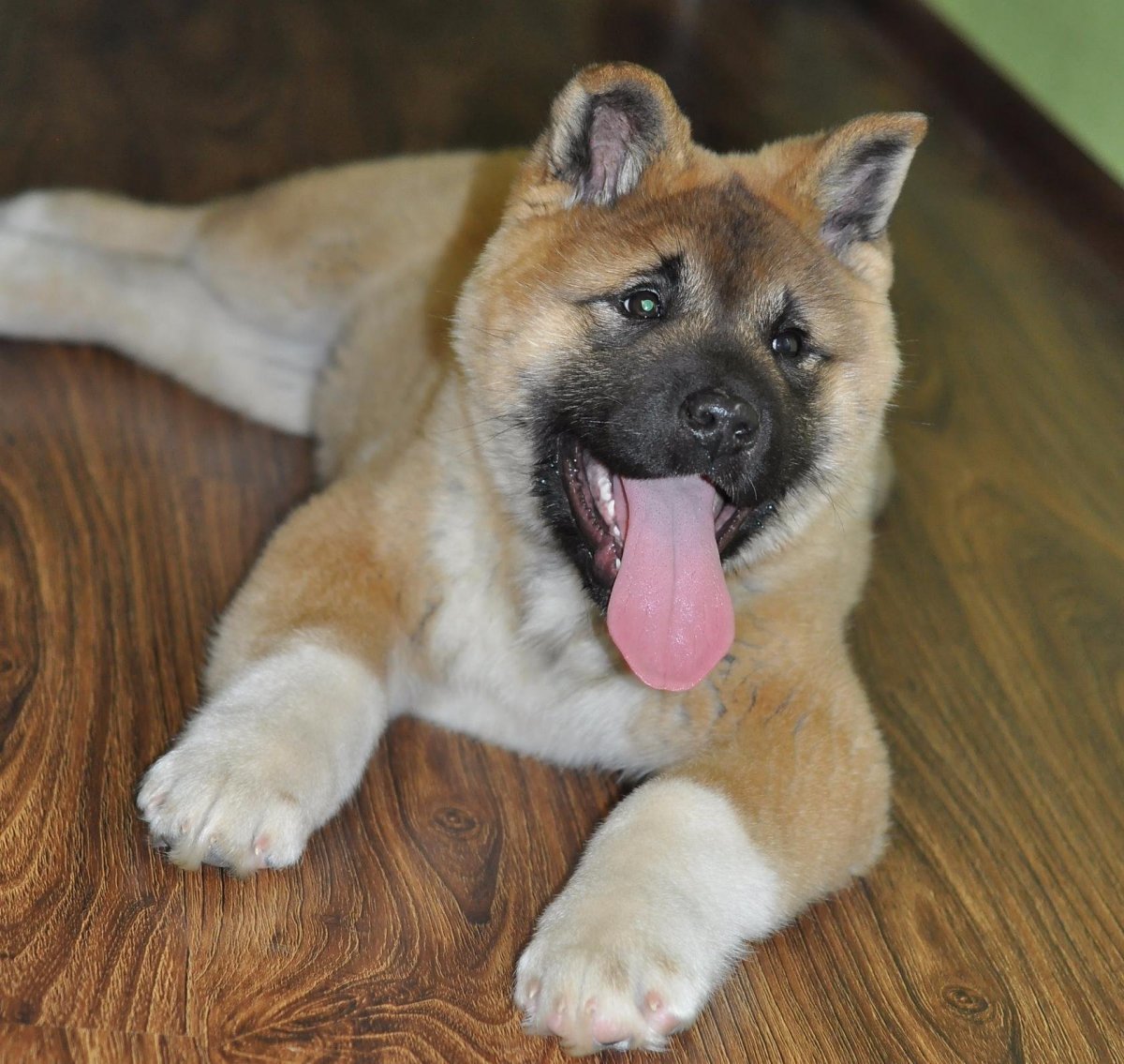 Американский Акито ину