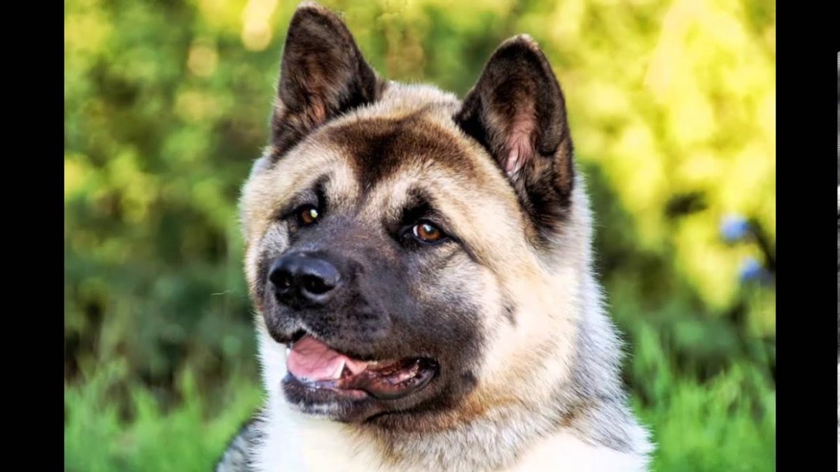 Американская Акита