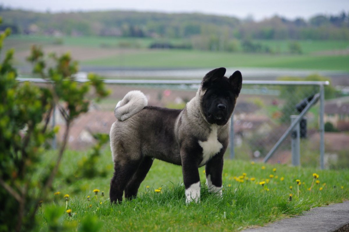 Акита ину морда