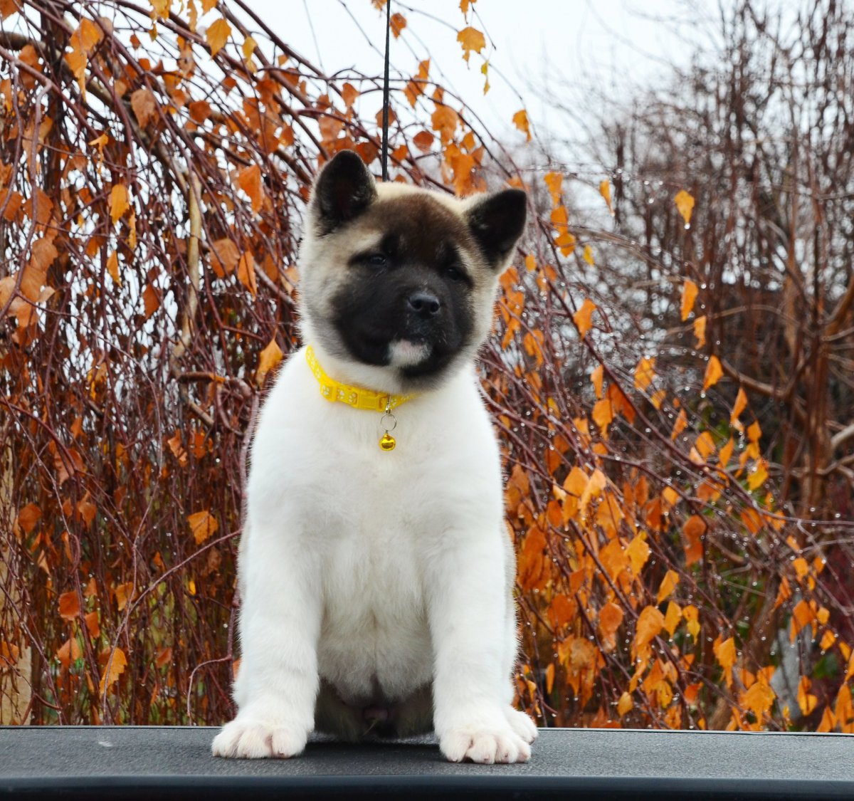 Акита ину Матаги ину