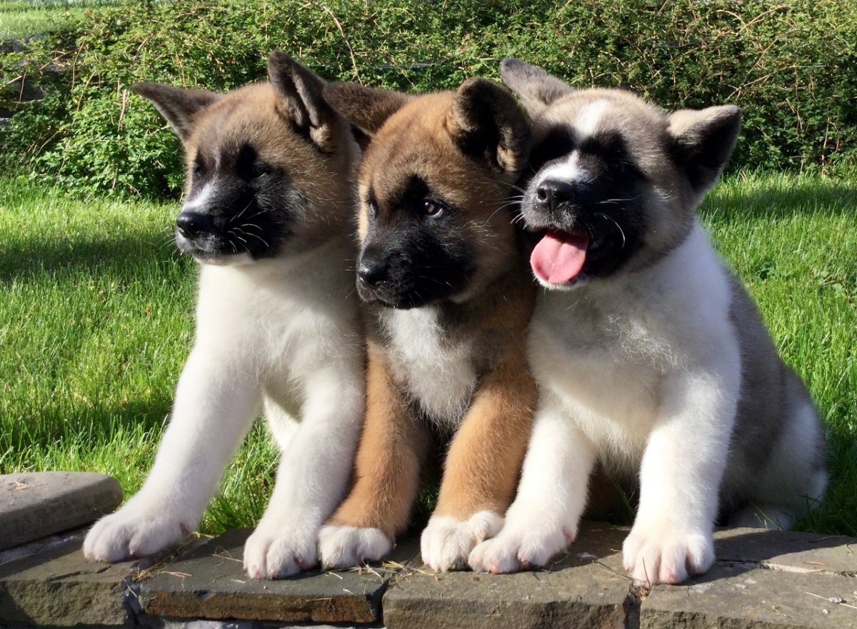 Американский Акито щенок