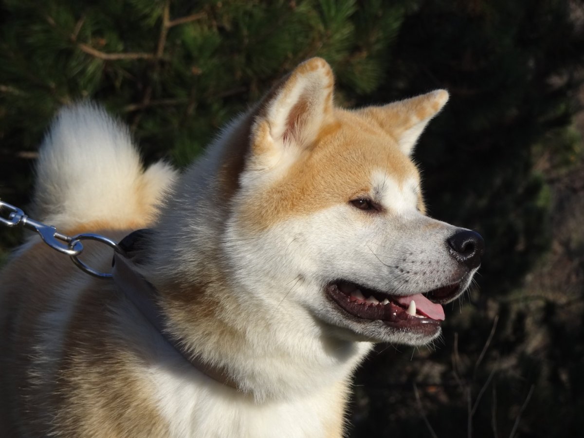 Американский Акито Инк