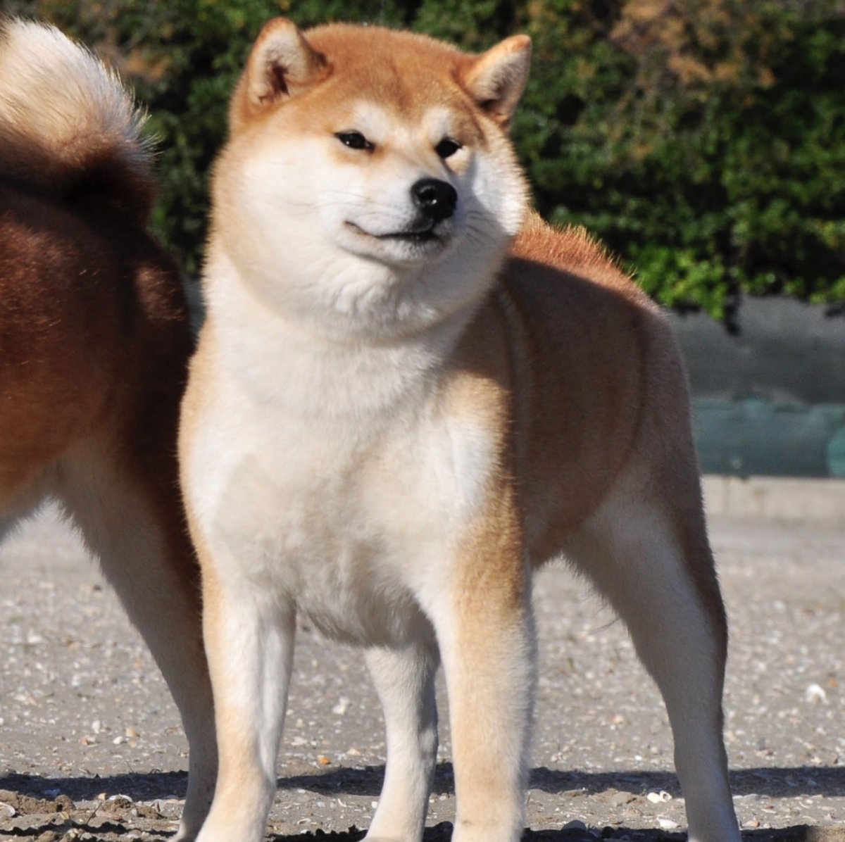 Американская Акита ину белая