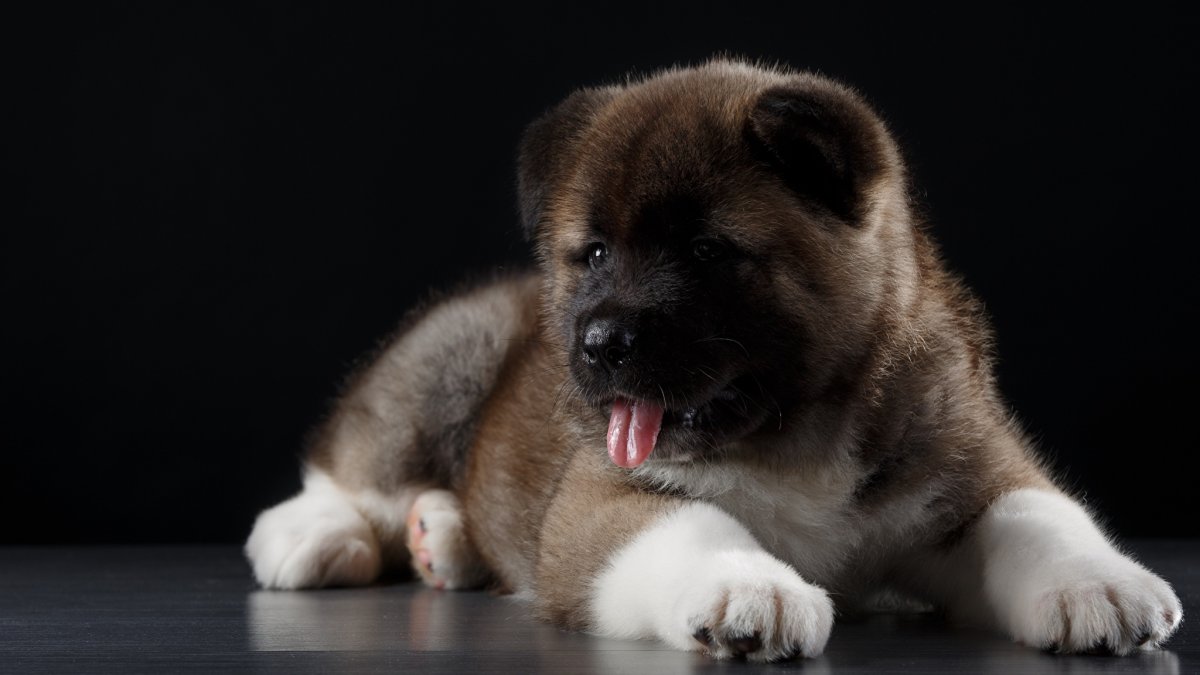 Акита ину Пинто