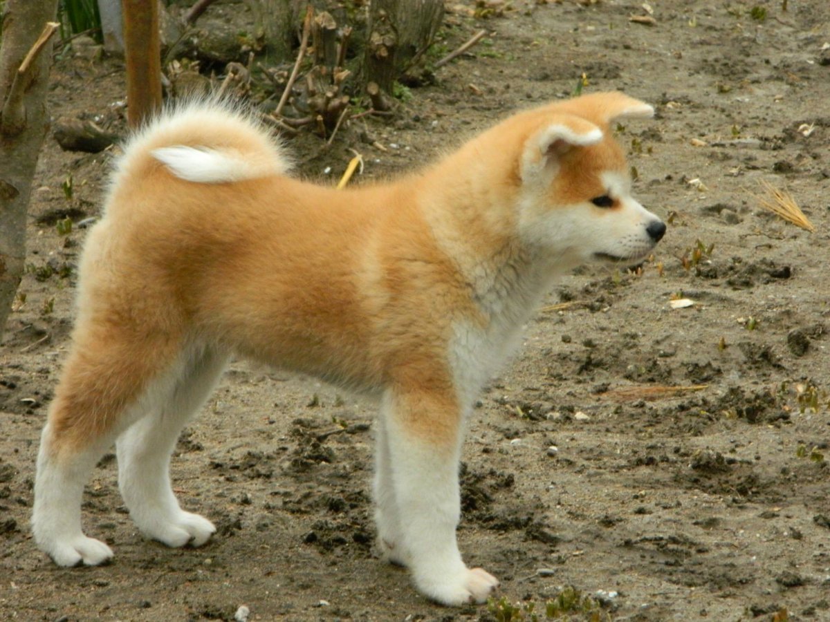 Порода собак Акита