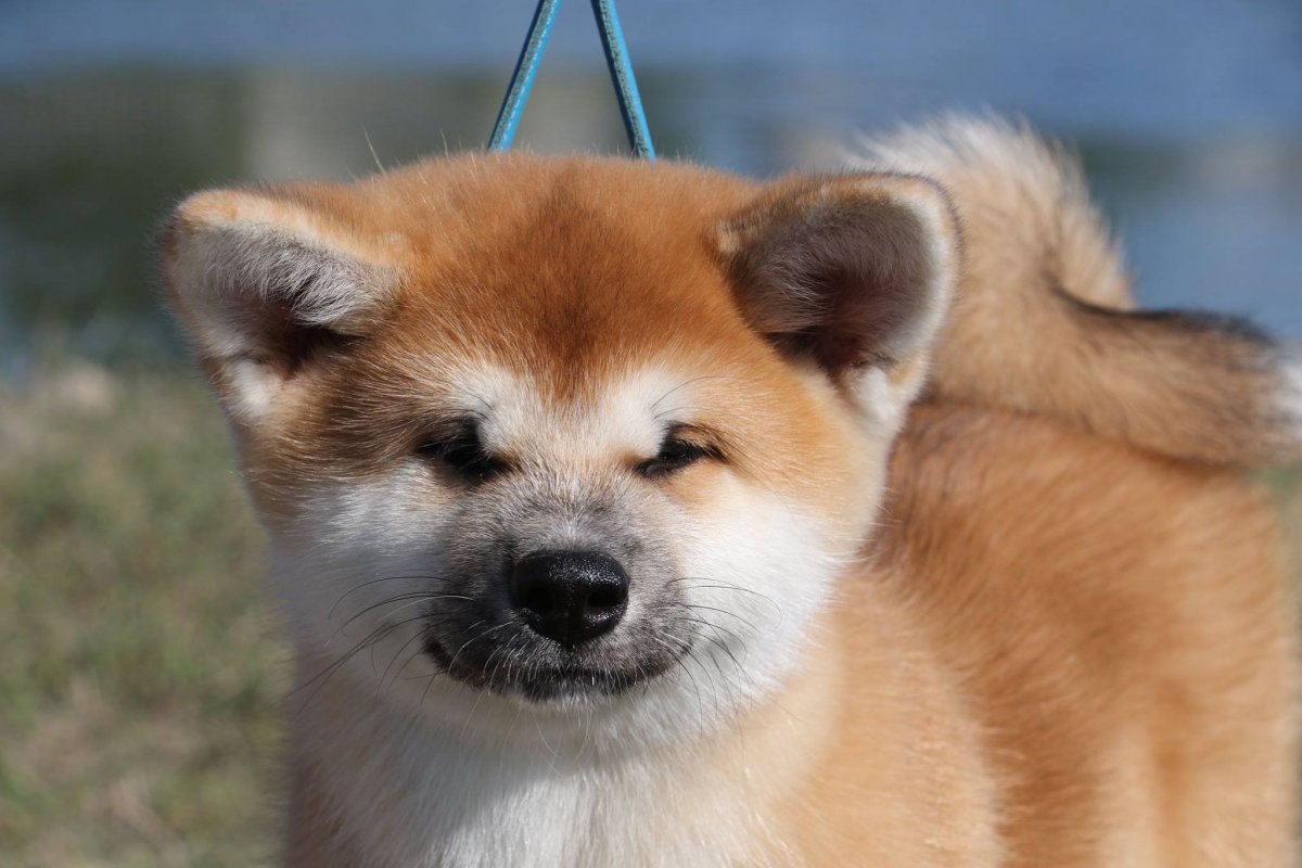 Американский Акито ину