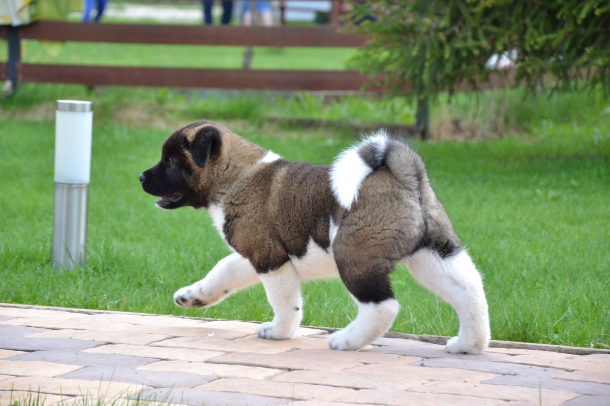 Порода американская Акита