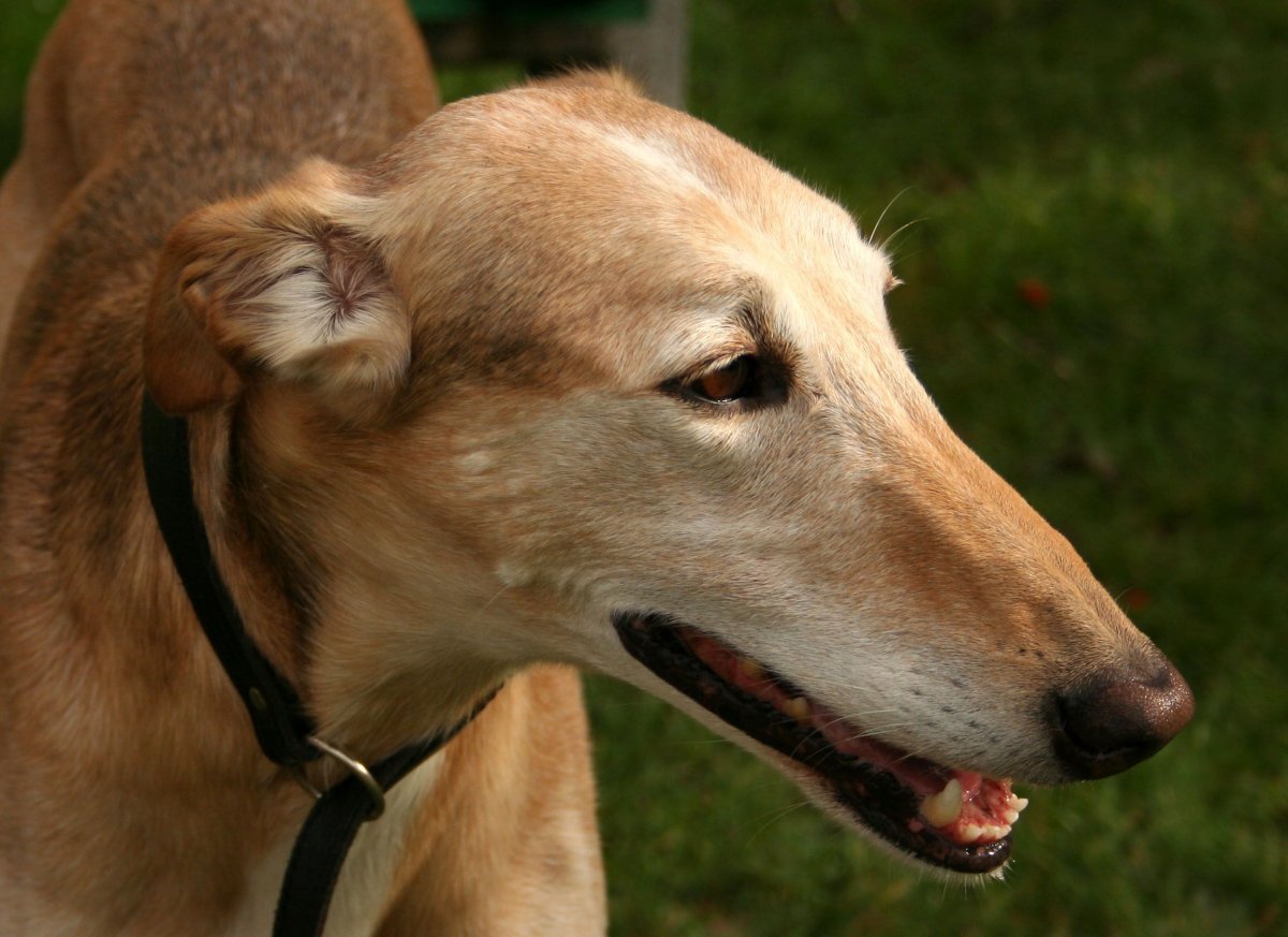 Бультерьер Хинкса