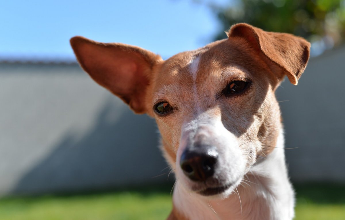 Бультерьер снап