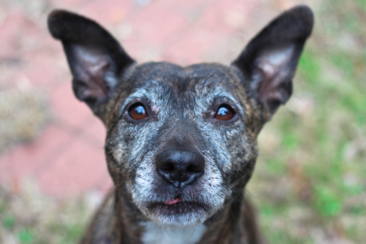 Бойцовский бультерьер