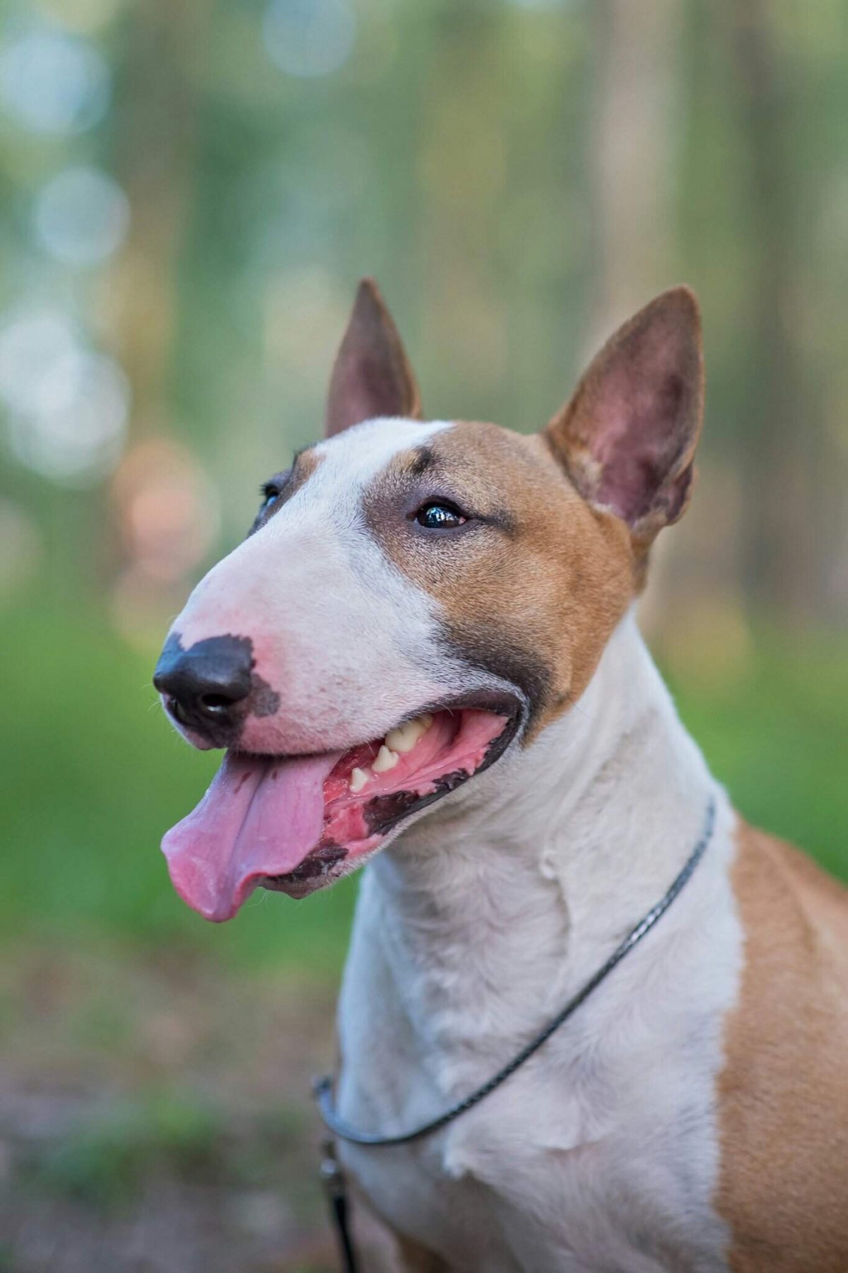 Порода бультерьер