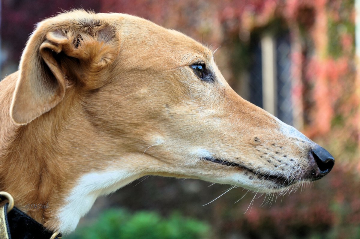 Бультерьер селекция