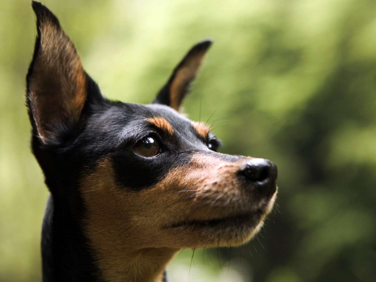 Малая итальянская борзая Левретка