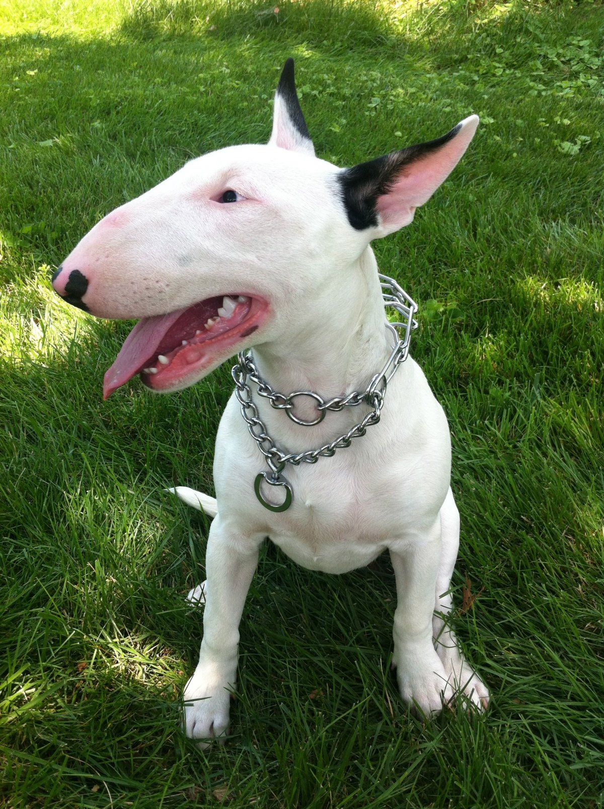 Морда собаки в профиль