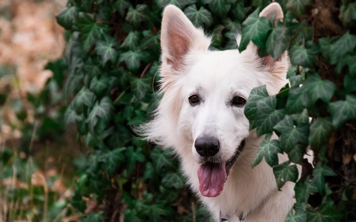 Доберман пинчер голубой
