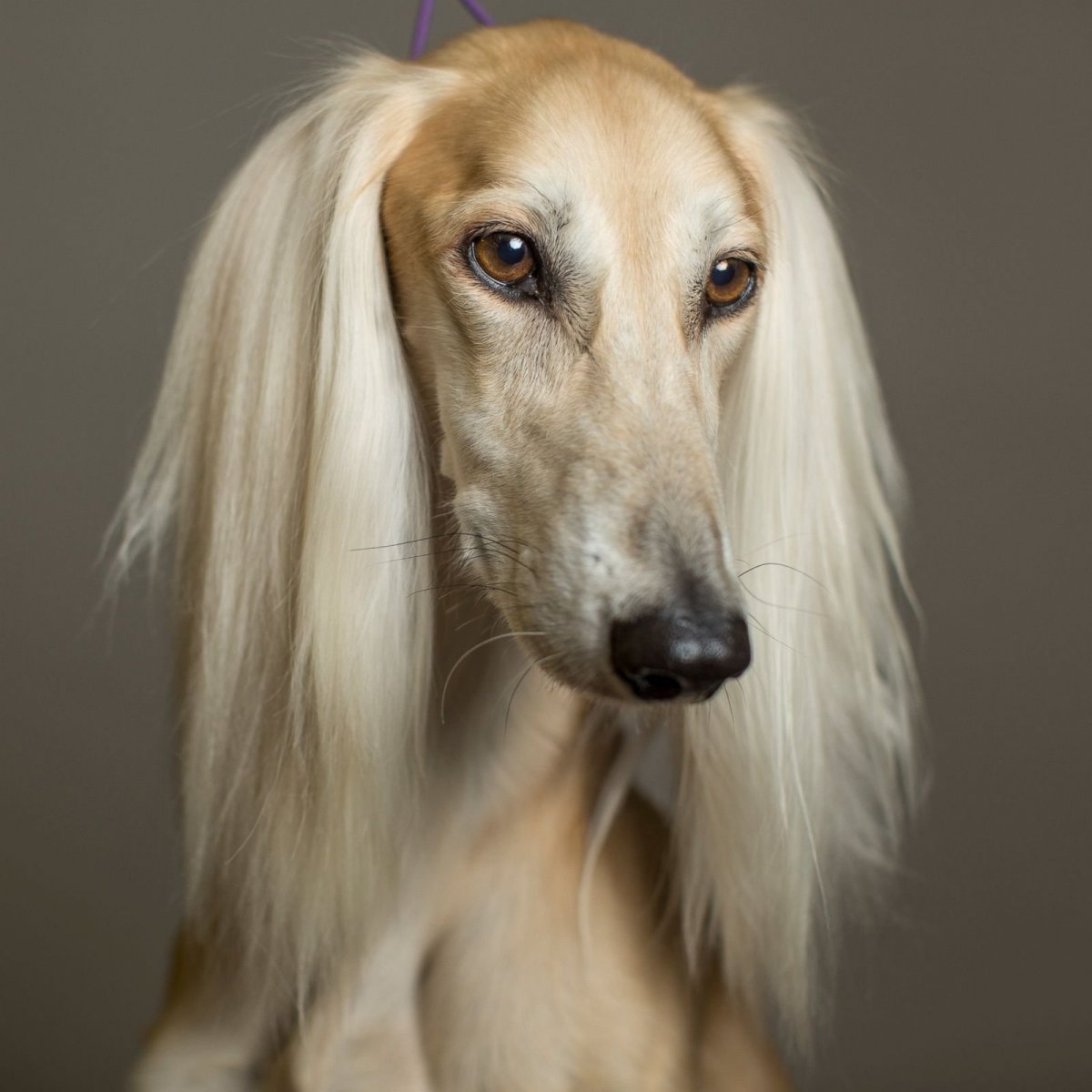 Бультерьер альбинос