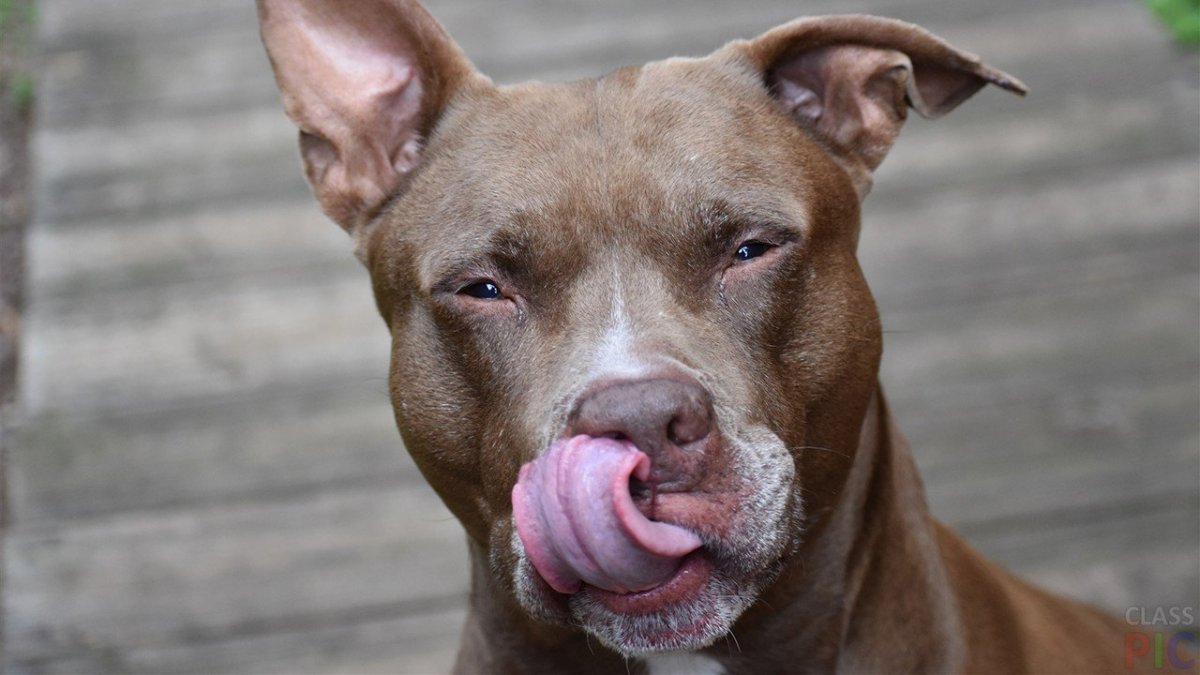 Борзая Грейхаунд белая