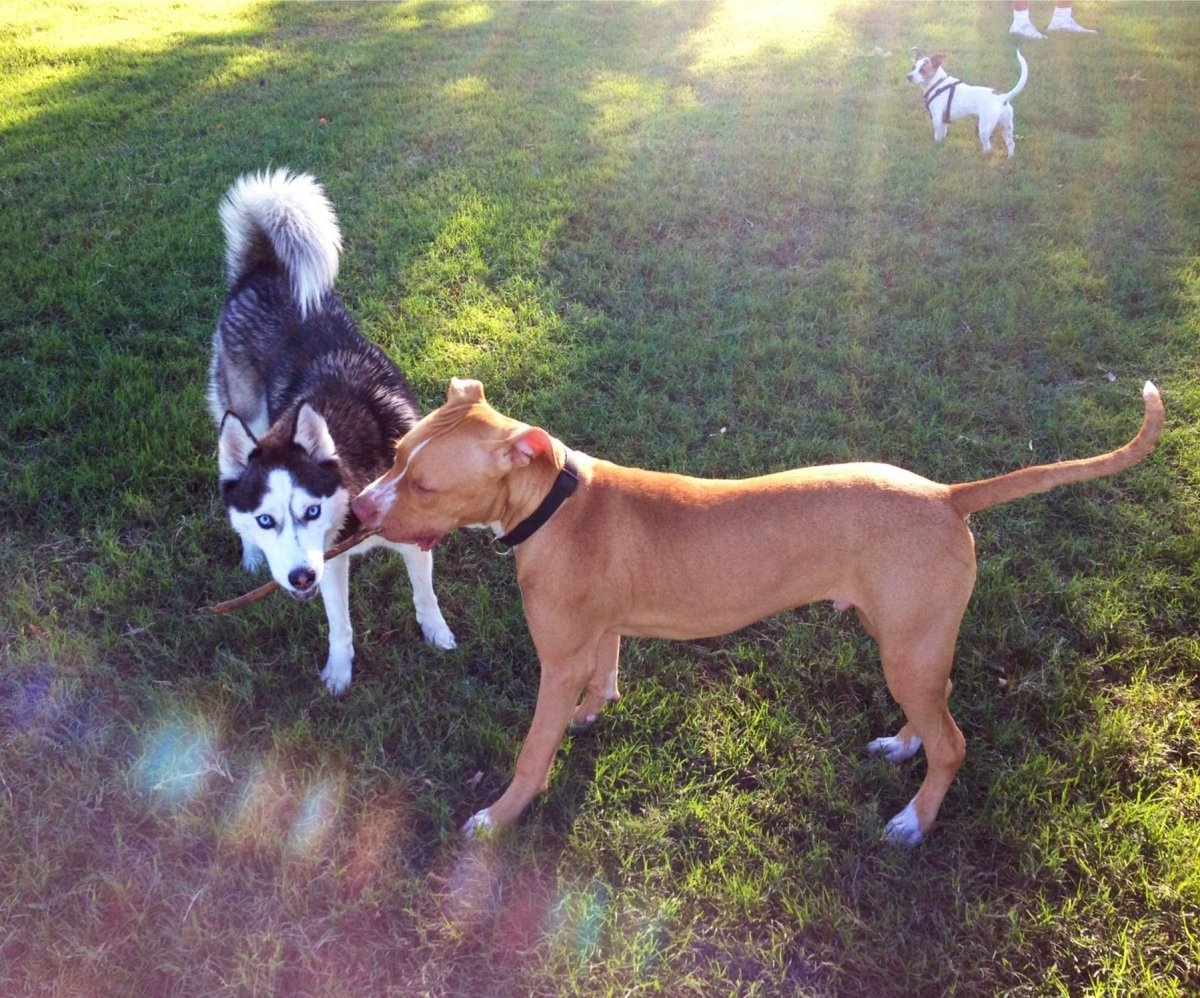 Собака стафф и хаски