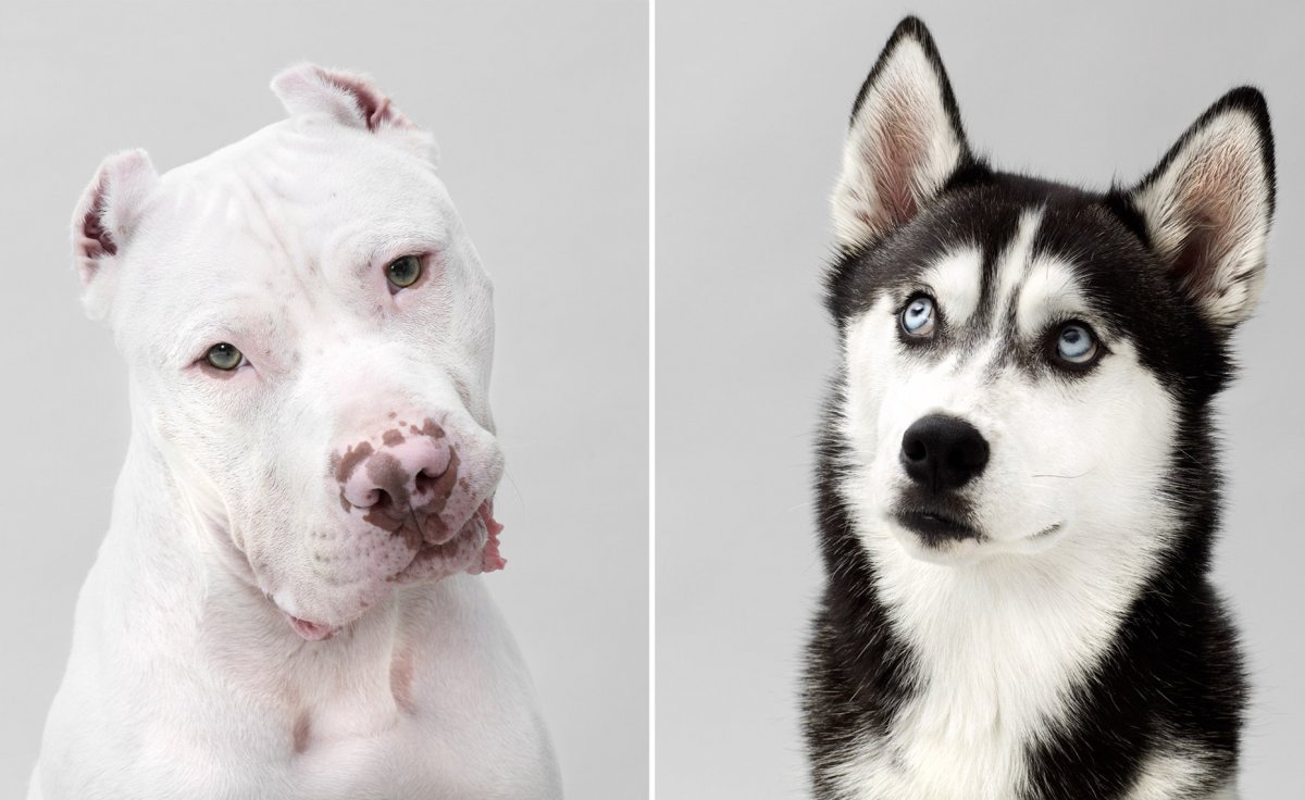 Метис хаски и стаффорда