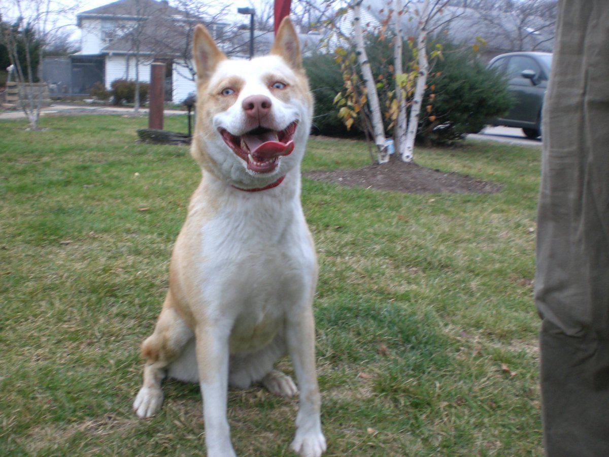 Метис хаски и бультерьера