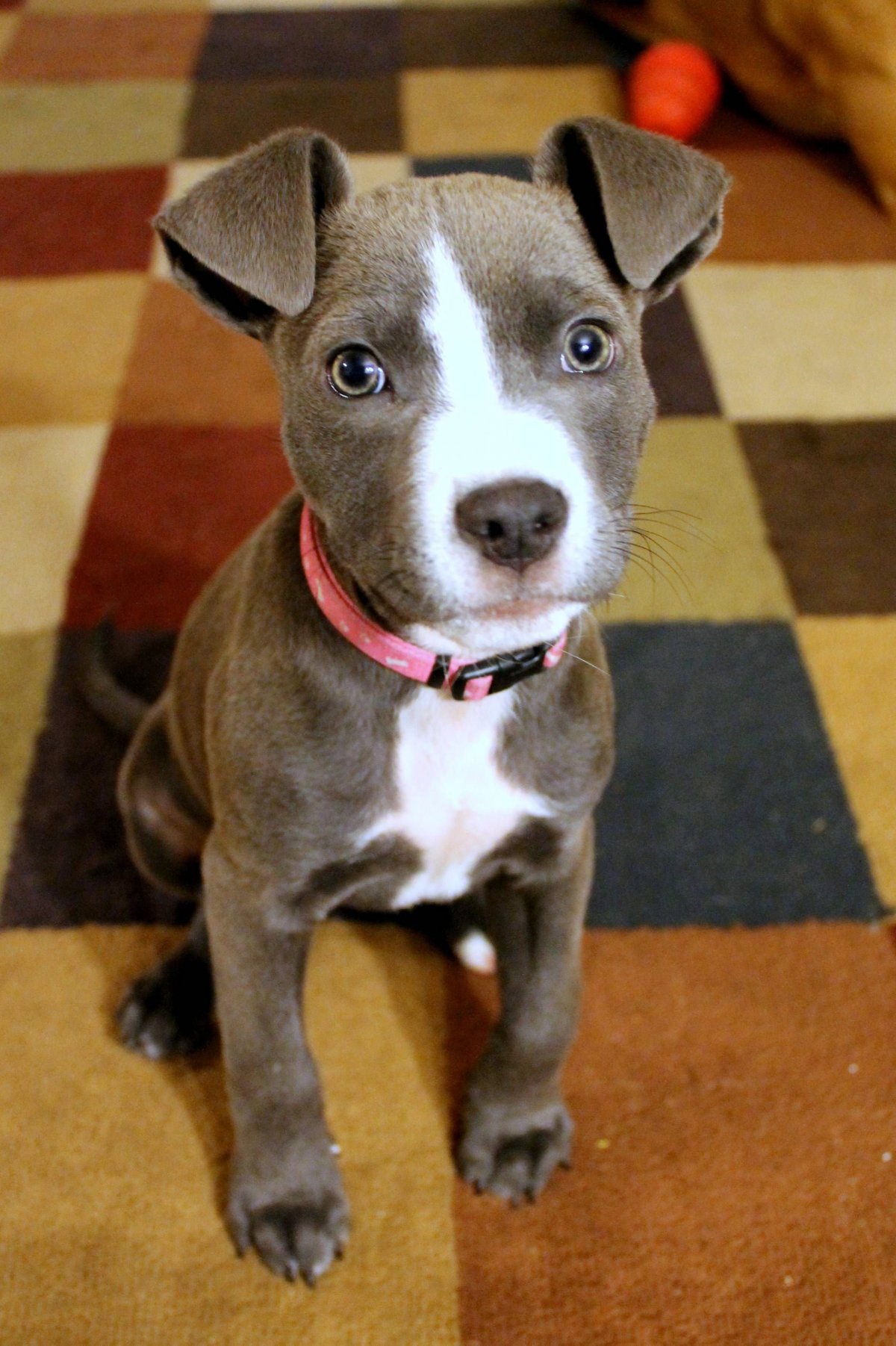 Американский питбультерьер помесь