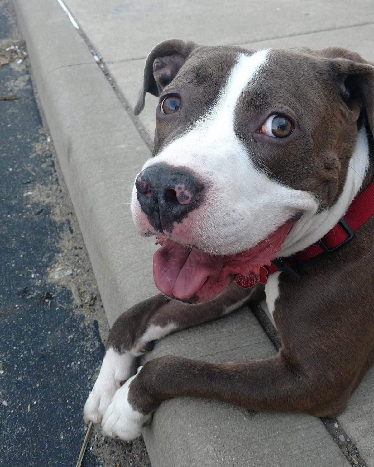 Смесь стаффорда и бультерьера