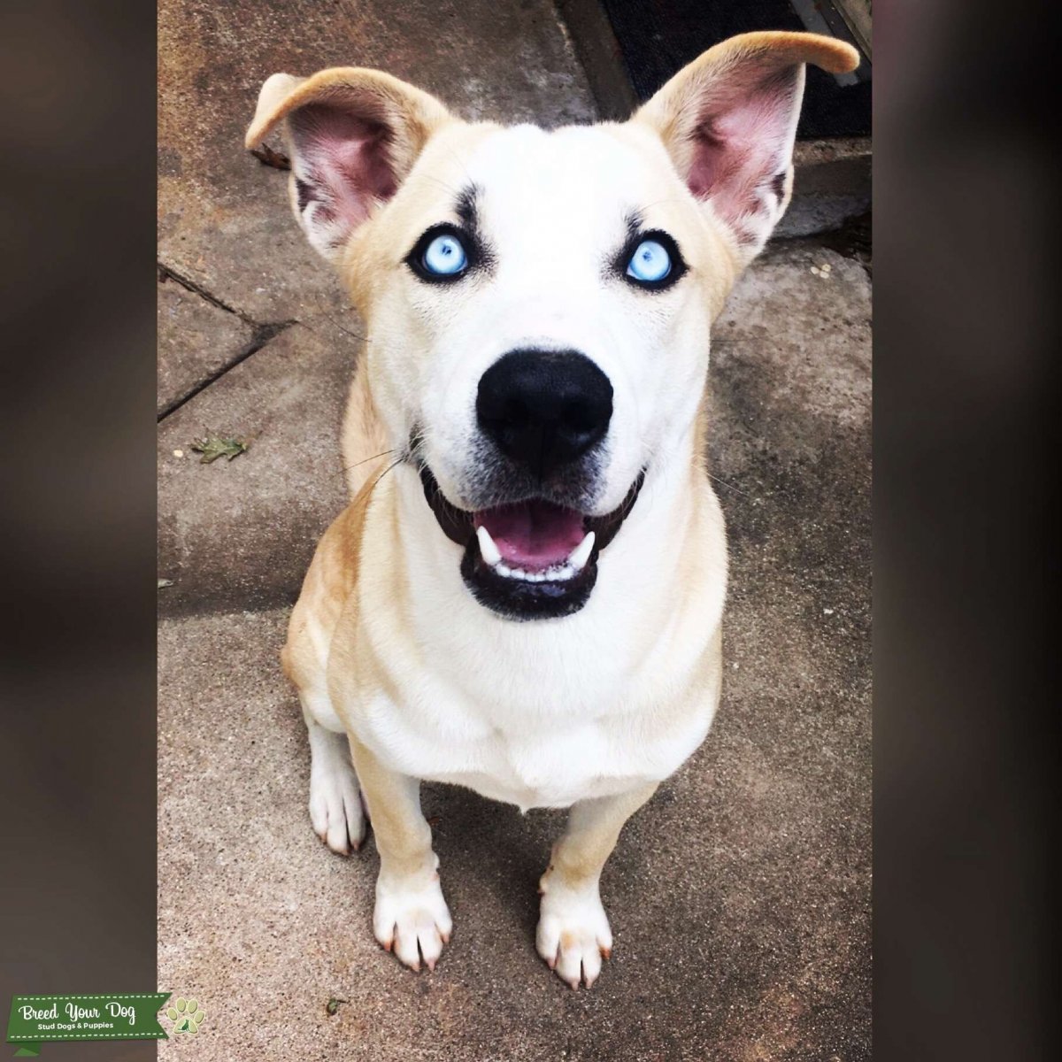 Стафф и хаски помесь