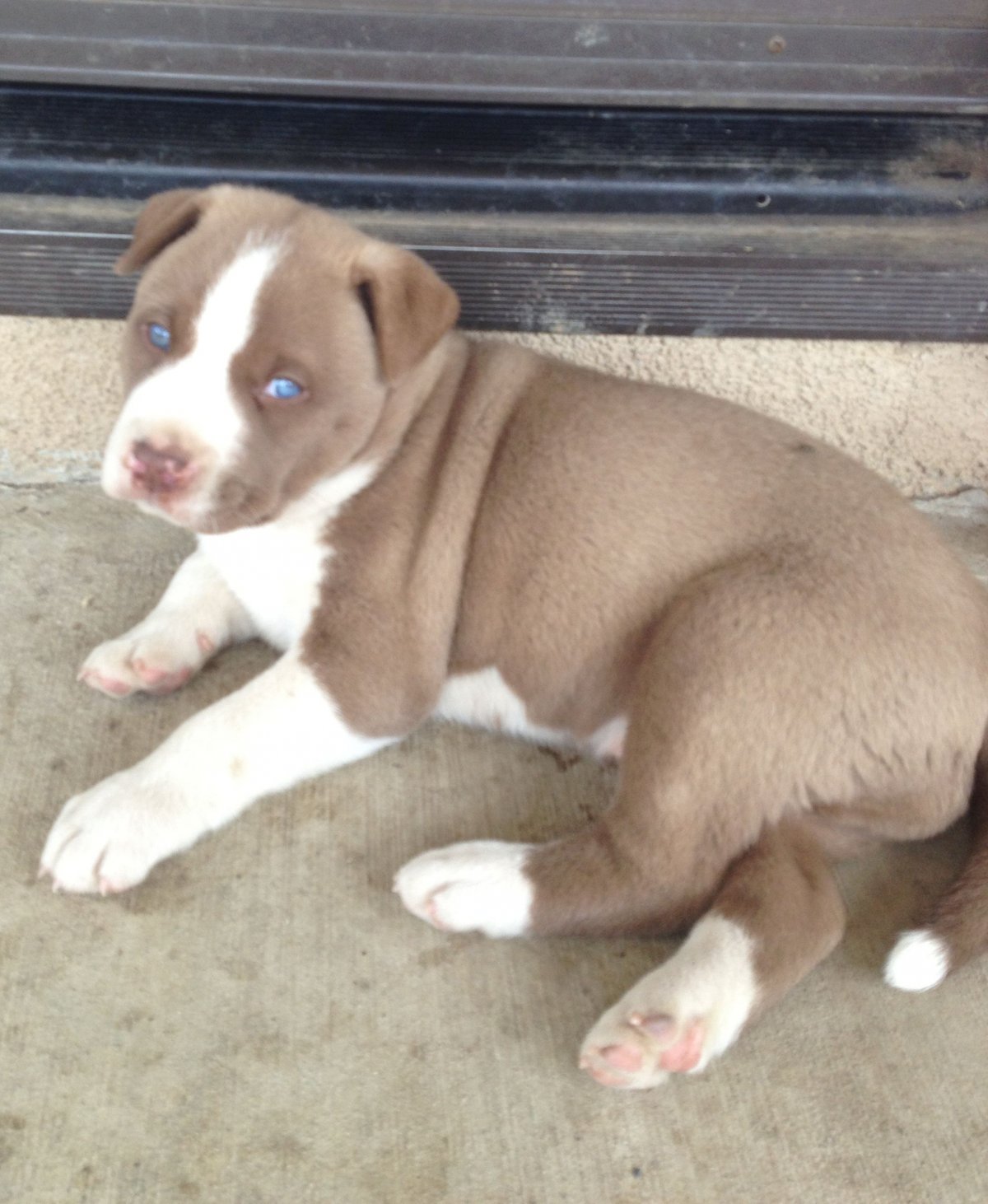 Помесь хаски и питбуля